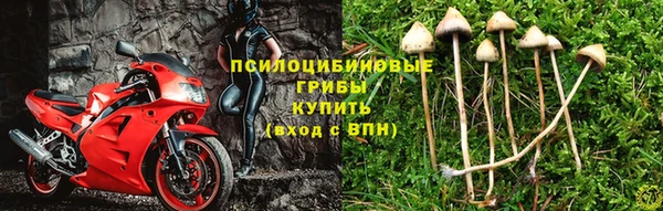 трава Абаза